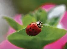  ?? Dean Fosdick / Associated Press ?? Landscape in a way that you can attract mature ladybugs to lay eggs on plants in your garden.