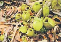  ??  ?? NEPENTHES AMPULLARIA