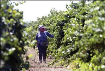  ?? RICH PEDRONCELL­I — THE ASSOCIATED PRESS FILE ?? File - In this file photo, a farm worker trims grape vines in a vineyard in Clarksburg In a unanimous ruling Monday the high court in California upheld a law that aims to get labor contracts for farmworker­s whose unions and employers do not agree on...