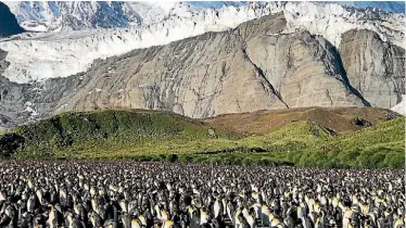  ??  ?? Less sea ice and phytoplank­ton means less krill, the staple diet of penguins.