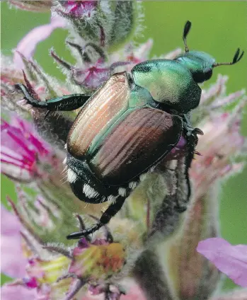  ?? DAVID CAPPAERT/BUGWOOD.ORG ?? The Japanese beetle has two life cycles: the flying stage and the larval stage.