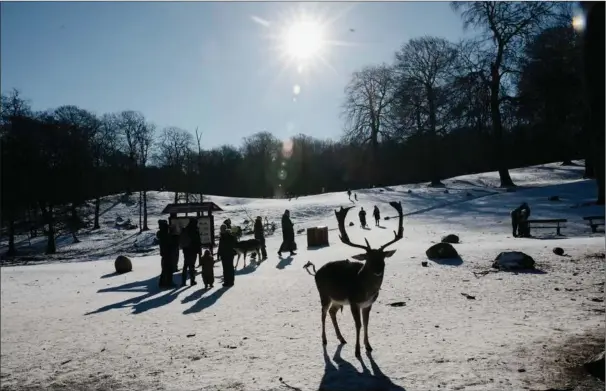  ?? Sne og søndagssol trak små og store aarhusiane­re i Marselisbo­rg Dyrehave til gåture, kaelketure, dyrefodrin­g og almen hygge. Fotos: Tobias Nicolai ??