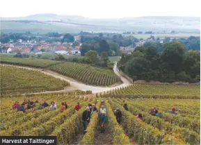  ??  ?? Harvest at Taittinger