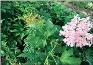  ??  ?? Filipendul­a rubra, commonly called Queen of the Prairie, has fragrant leaves and flowers, likes moist soil in full sun and can grow 8 feet tall. Butterflie­s and bees like it, and deer don’t. (Special to the Democrat-Gazette