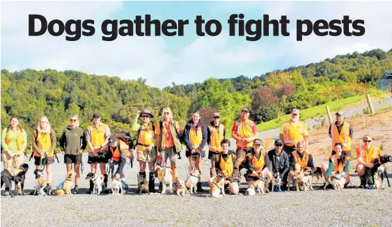  ??  ?? Department of Conservati­on dog handlers from all around the country started aweek-long sweep of Maungataut­ri on Monday to ensure it is pest-free.