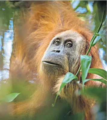  ??  ?? Found in the Batang Toru forests of Indonesia, the Tapanuli orang-utan has been identified as the seventh living species of Great Ape