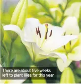  ??  ?? There are about five weeks left to plant lilies for this year