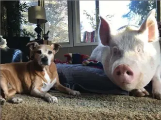  ?? STEVE JENKINS PHOTO ?? Esther the wonder pig with a family dog. Her owners want OVC to get a giant CT scanner for large animals.