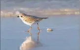  ?? Lorraine Minns / Audubon Photograph­y Awards ?? The piping plover is one of the 389 bird species in North American threatened by extinction due to global warming.