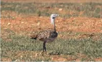  ??  ?? Great bustard