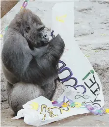  ?? HERALD PHOTO BY MARY SCHWALM ?? FOND FAREWELL: Okie, a male gorilla at the Franklin Park Zoo, holds a banner at his goodbye party.