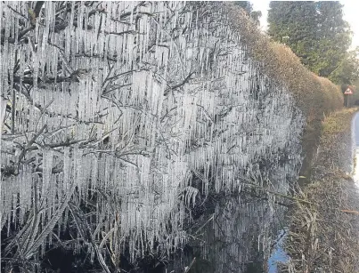  ?? Picture: Sarah Thomson. ?? Icicles in a hedgerow by Kinclaven in Perthshire.