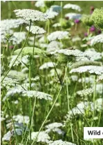  ??  ?? Wild carrot.