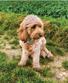  ?? ?? Simone Vecchiatto rettete Labradoodl­e-Hündin Emmy das Leben. Ihr Fräulein traf zufällig im „Kölle Zoo“in Ulm auf die Hundeliebh­aberin.