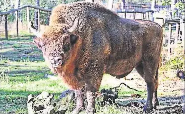  ??  ?? One of the bison at Wildwood, which will be released into the wild