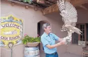  ?? MARLA BROSE/JOURNAL ?? Handler Jim Reed holds a 4-year-old great horned owl during Saturday’s “Year of the Bird” event at Casa Rondeña Winery in Los Ranchos de Albuquerqu­e. “She fell out of a nest and bonked her head,” Reed said. “They never could teach her how to hunt.”