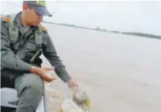  ?? |CORTESÍA ?? Las hicoteas son una especie protegida por la ley.