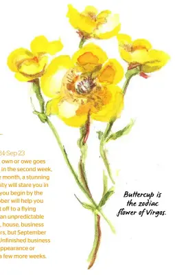  ??  ?? Buttercup is the zodiac flower of Virgos.