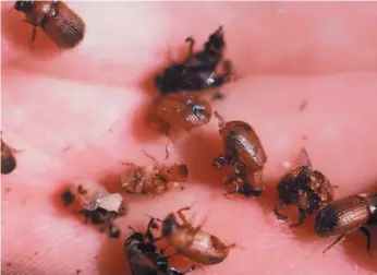  ?? HANDOUT PHOTO ?? Immature adult spruce beetles are seen in a person’s hand in a photo from a presentati­on by Minister of Forests entomologi­st Robert Hodgkinson .