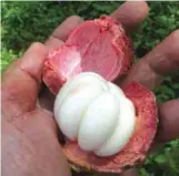  ??  ?? Luscious Philippine mangosteen.