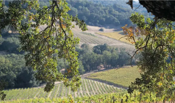  ?? TRAVELPASO.COM ?? The vineyards in the rolling hills around Paso Robles at the peak of the growing season. Grapes were first planted in the area by missionari­es in the 1800s.