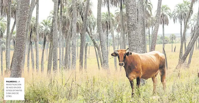  ??  ?? PALMERAS. LA INVESTIGAC­ION SE HIZO EN DOS SITIOS DITANTES 5 KM UNO DE OTRO.