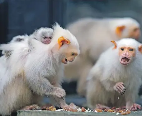  ?? Adrian Dennis AFP/Getty Images ?? MARMOSETS at London’s Whipsnade Zoo in 2013. In 2,581 trials conducted with 31 adult and 14 baby marmosets, adult marmosets alone with babies shared crickets 85% of the time, University of Zurich anthropolo­gists found. In a group setting, the rate was...