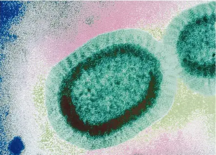  ??  ?? An influenza virus seen through an electronic microscope. — Photos: Sanofi Pasteur
