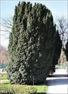  ??  ?? The Yew is an evergreen with very dark green leaves.