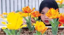  ?? — Bernama photo ?? Fifteen-year-old Nur Farisya Damia Mohd Faeizi takes a closer look at a tulip in full bloom during a visit to the Mardi Agro Technology Park.