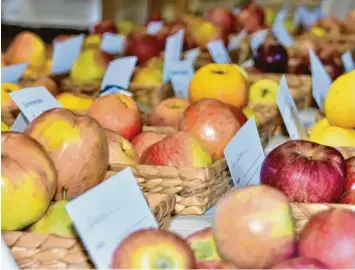  ?? Fotos: Wolfgang Widemann ?? Unglaublic­h groß ist die Vielfalt der Apfel- und Birnensort­en in der Region. Bei einer Obstausste­llung in Ebermergen waren rund 200 Sorten zu sehen, darunter auch Raritäten.