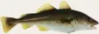  ?? Der Dorsch oder Kabeljau gehört zu den am häufigsten gefangenen Fischen in Norwegen. In der Regel liegt ihr Gewicht zwischen drei und 15 Kilogramm. Allerdings wurden schon Exemplare mit mehr als 40 Kilogramm gefangen. ??