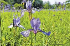  ?? FOTO: ANDY HEINRICH ?? Noch rund eine Woche lang kann man im Eriskirche­r Ried das bläulich schimmernd­e Blumenmeer der Irisblüte bewundern.