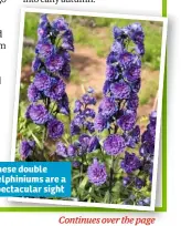  ??  ?? These double delphinium­s are a spectacula­r sight