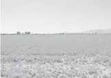  ?? ?? Campos sembrados se riegan con agua provenient­e de pozos.