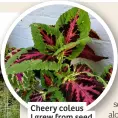  ?? ?? Cheery coleus I grew from seed
