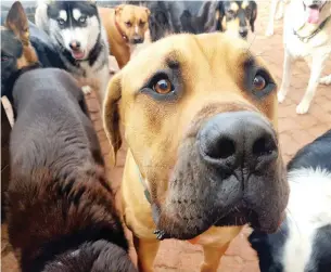 ??  ?? FAREWELL: Max – the boerboel asphyxiate­d by his collar last week.