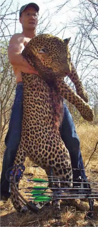  ??  ?? Pride: Bare-chested Walter Palmer with a 175lb leopard he killed in Zimbabwe