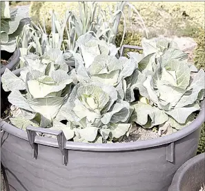  ?? (Courtesy pic) ?? Even if you don’t have a lot of garden space, growing cabbage in containers is a fantastic way to enjoy fresh, healthy cabbage.