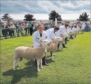 ??  ?? SHEER GENIUS: Some of the 1,000 sheep on show are lined up for judging. Picture: Stewart Attwood