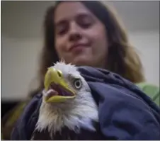  ?? JAHI CHIKWENDIU / THE WASHINGTON POST ?? Eliza Burbank, an assistant animal care manager with City Wildlife, holds an injured bald eagle that was rescued in Washington, D.C.