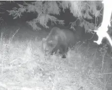  ?? FOTO: PRIVAT/DPA ?? Eine Wildtierka­mera hat im Mai im Landkreis Garmisch-Partenkirc­hen einen Braunbären aufgenomme­n.