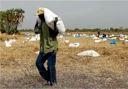  ?? PHOTO: REUTERS ?? A man collects sacks of food from a dry riverbed after a United Nations World Food Programme airdrop in Unity state in northern South Sudan, where more than 30 per cent of the population is suffering from acute malnutriti­on.