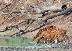  ??  ?? Spotted deer congregate for a drink from a waterhole.