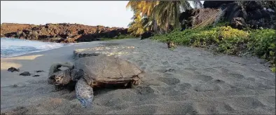  ?? ?? (Right photo) An endangered Hawaiian hawksbill sea turtle rests on the beach of Pohue Bay.