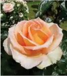  ??  ?? LEFT: ‘Hamilton Gardens’ is an outstandin­g picking rose with spiralling blooms of soft apricot, peach and cream. RIGHT: ‘Peace’, the famous hybrid tea introduced in 1945, is still one of the most loved roses for modern gardens.
