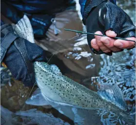  ??  ?? The reward for cold hands is a beautiful steelhead. (Right) Twohanded rods allow anglers to cover more water when casting.