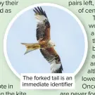  ??  ?? The forked tail is an immediate identifier