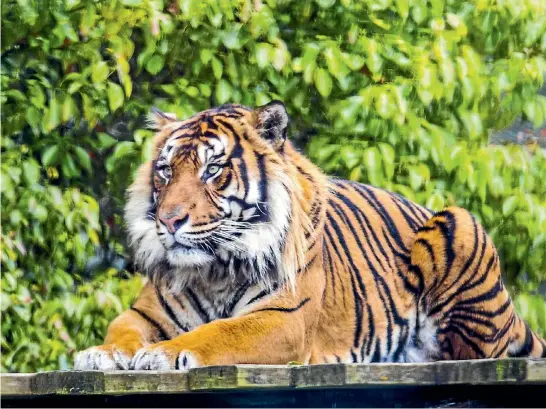  ?? PHOTO: CHRISTEL YARDLEY/STUFF ?? One of five tigers at Hamilton Zoo in the revamped enclosure.