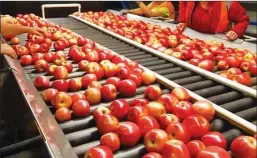  ?? Photo contribute­d ?? B.C. Tree Fruits is adding jobs and an apple-bagging line at its Winfield packinghou­se.
